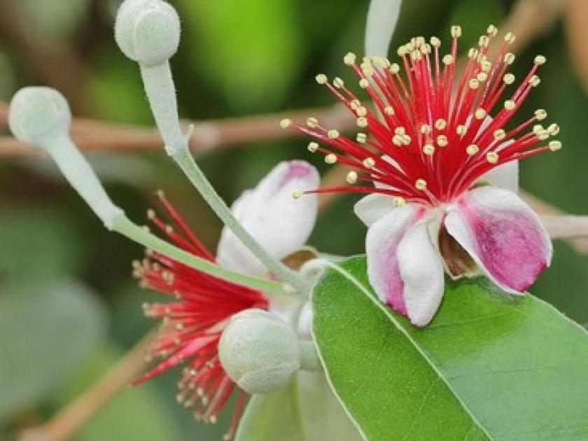 Feijoa Villa Saint-Gely-du-Fesc Exteriör bild